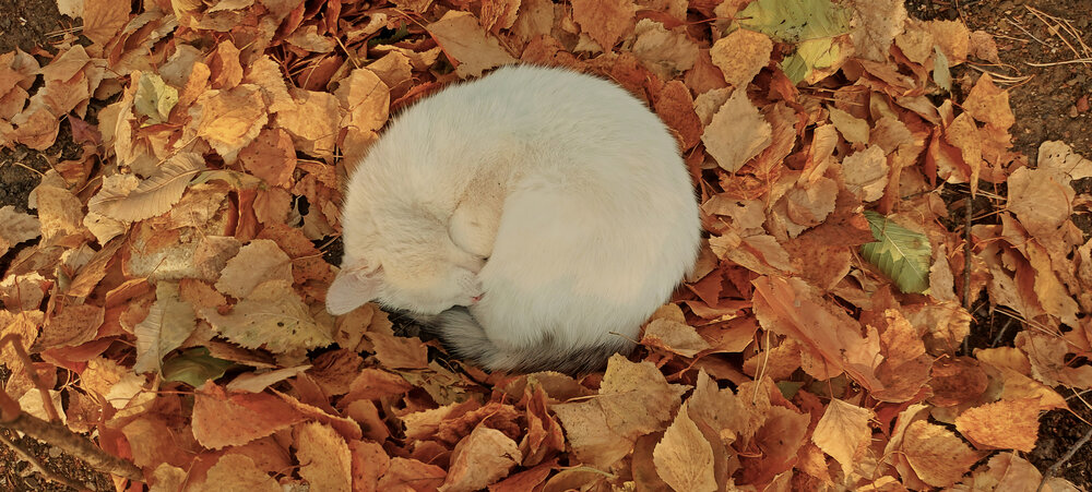 Photograph by Алена Марченко