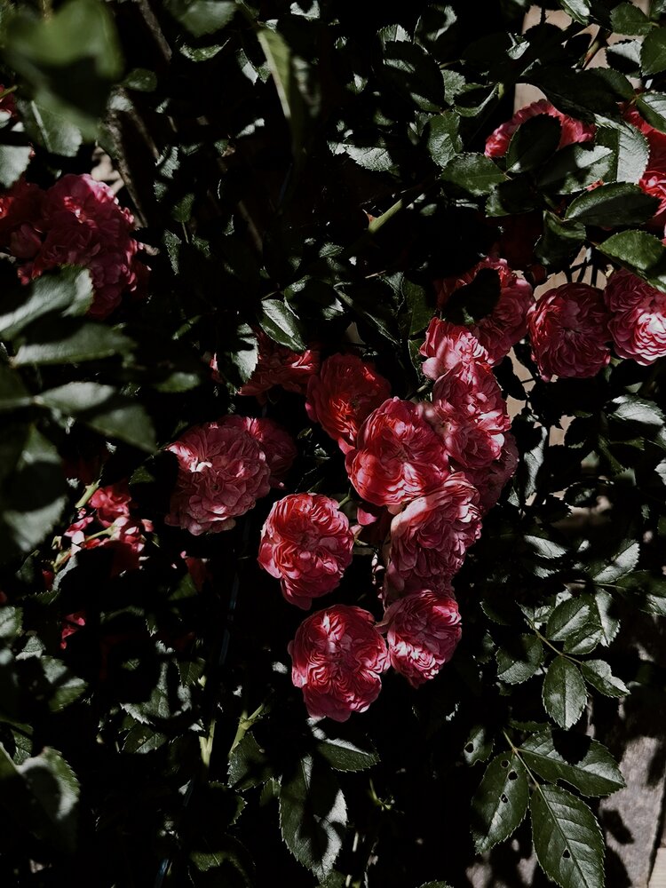 Photograph by Людмила Емельянчикова