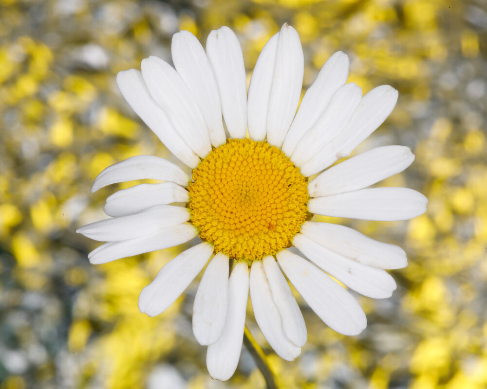 Photograph by Тоцкий Михаил