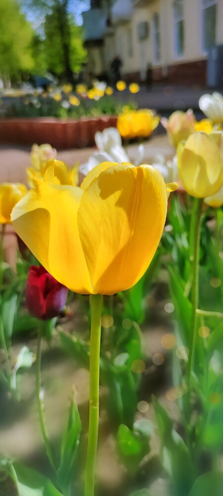 Photograph by Алла Холодова