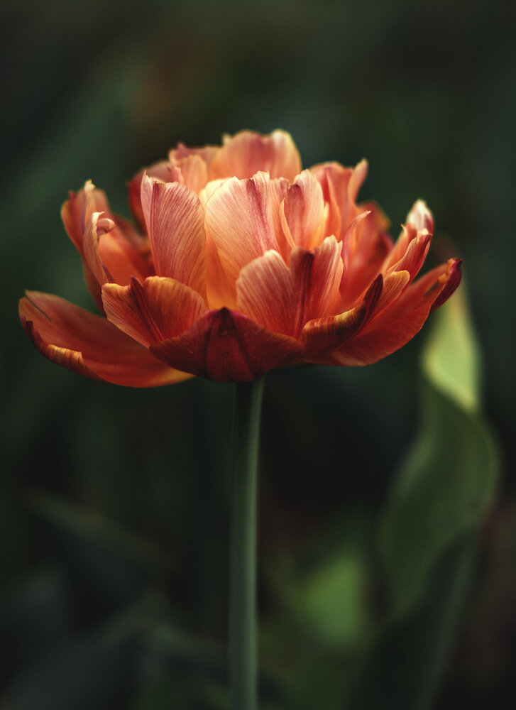 Photograph by Александрова Александра
