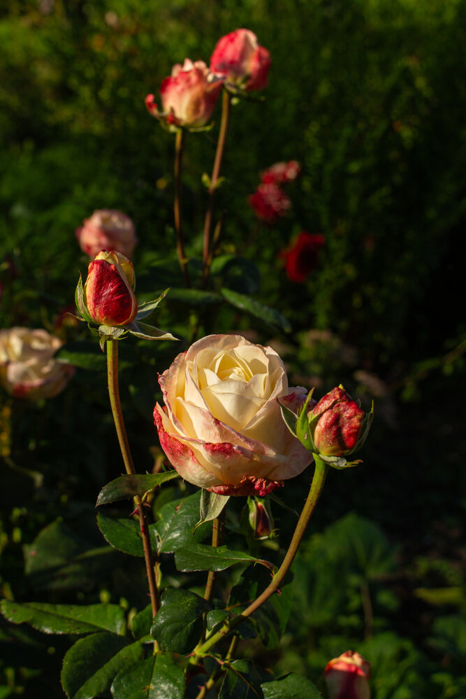 Photograph by Евгения Ступина