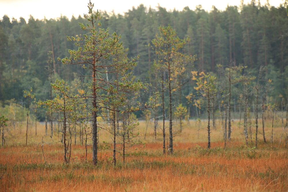 Photograph by Одаренко Ольга