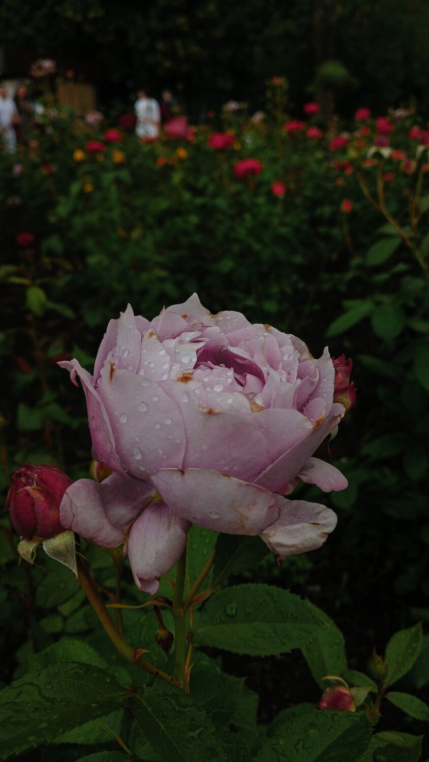 Photo #13854514
