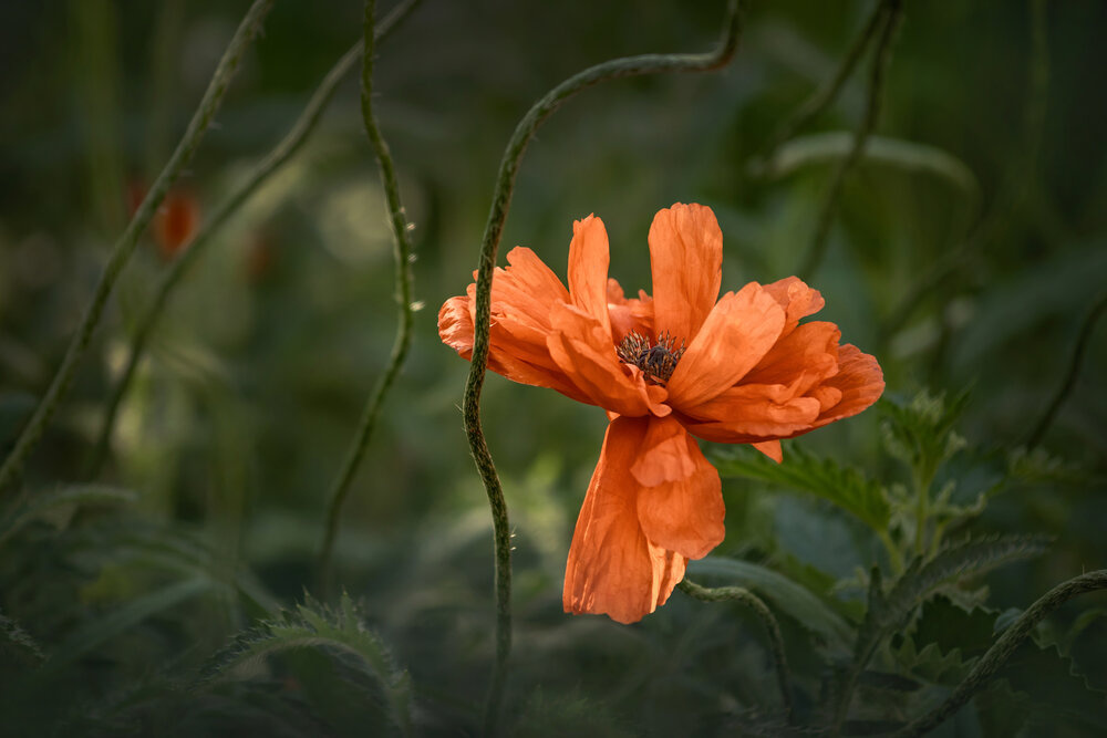 Photograph by Юлия Куликова
