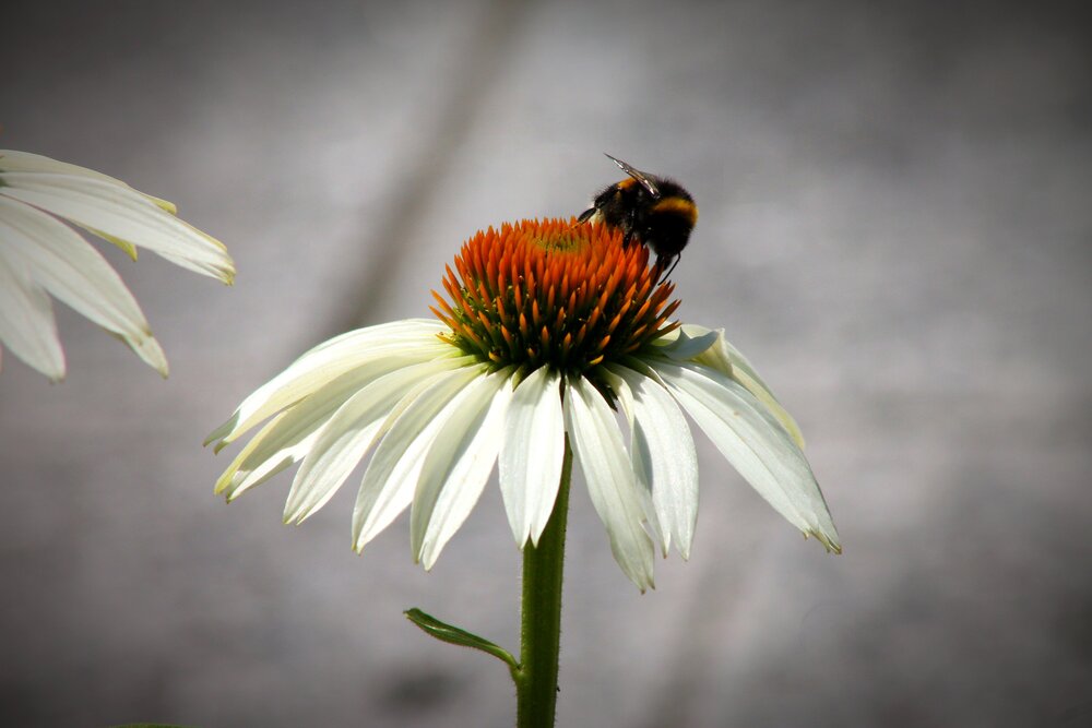 Photograph by Martin Ice