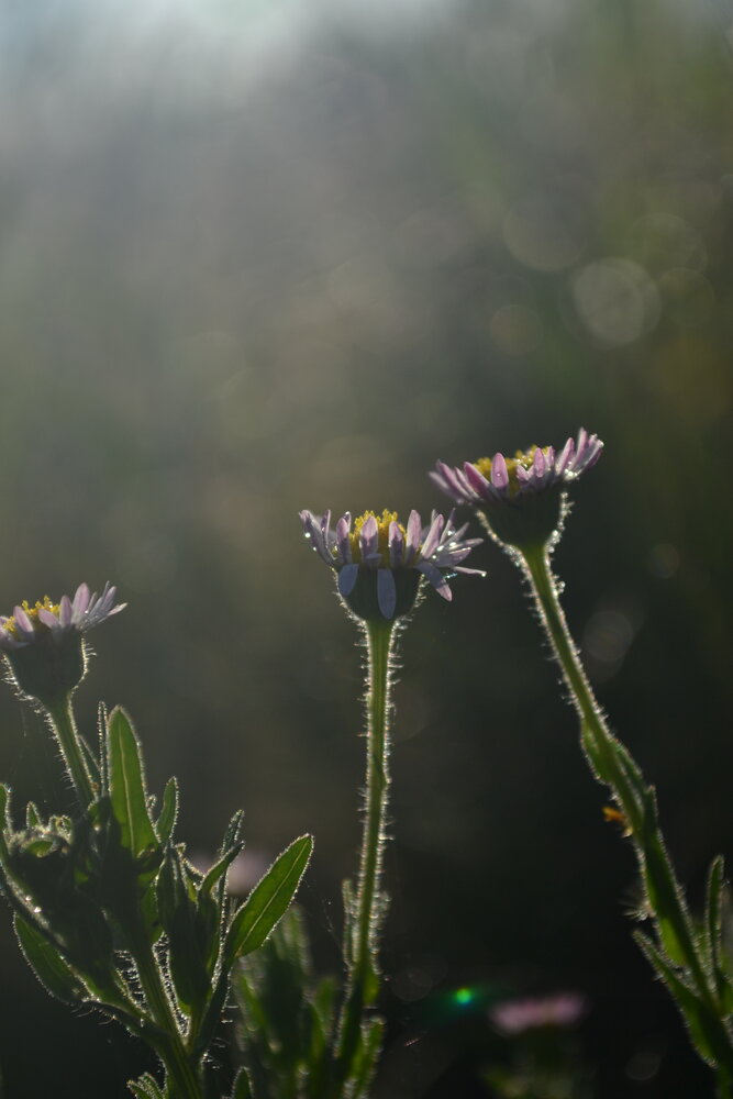 Photograph by Gildo de Campos Correa