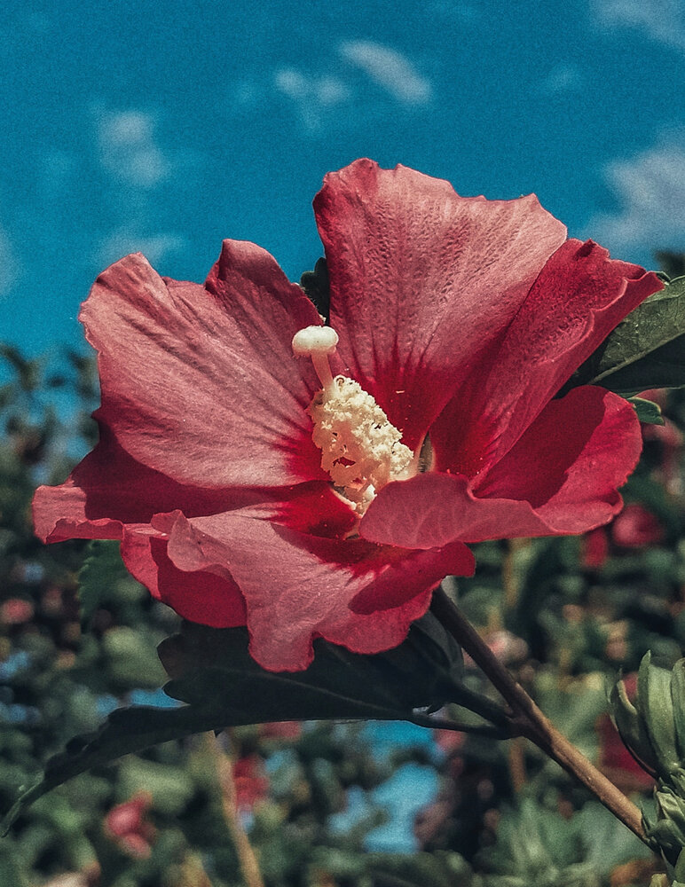 Photograph by Наталия Соболева