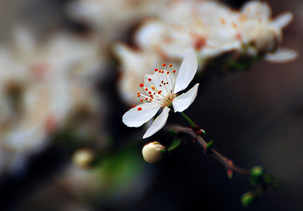 Photograph by hasan sorena jouri