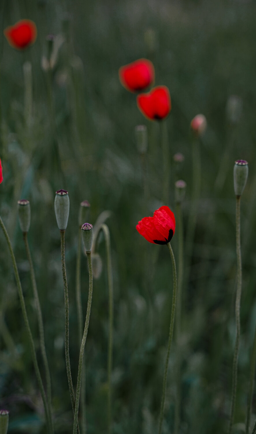 Photo #13854687