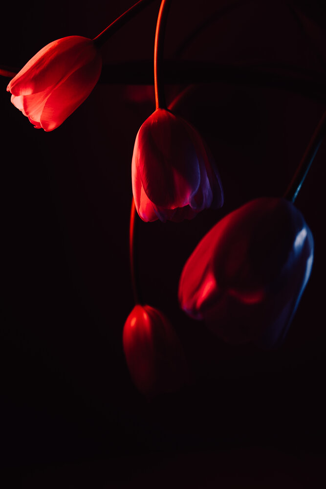 Photograph by Tatiana Erofeeva