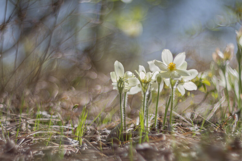 Photograph by Koledova Irina
