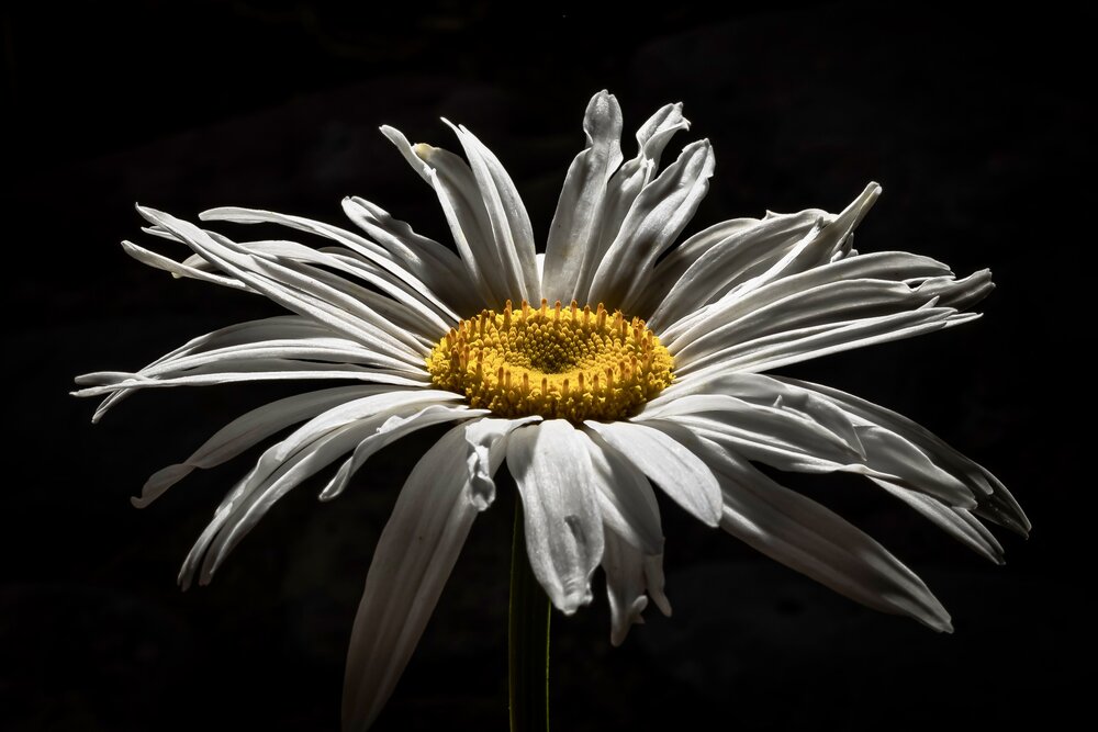 Photograph by Hamidreza zakeri