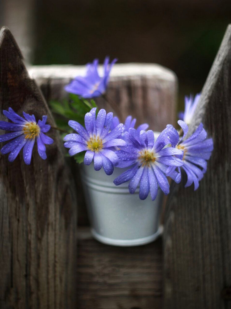 Photograph by Антонина Кузнецова