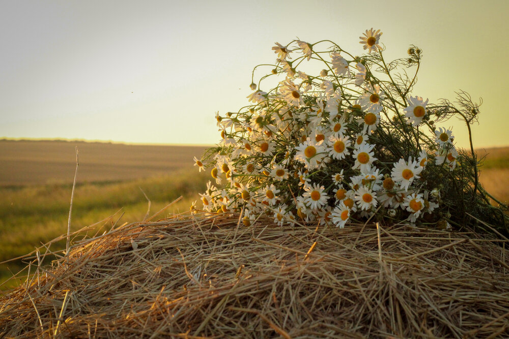 Photograph by Елена Толстопятова
