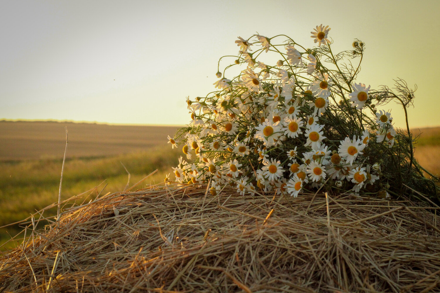 Photo #13855210