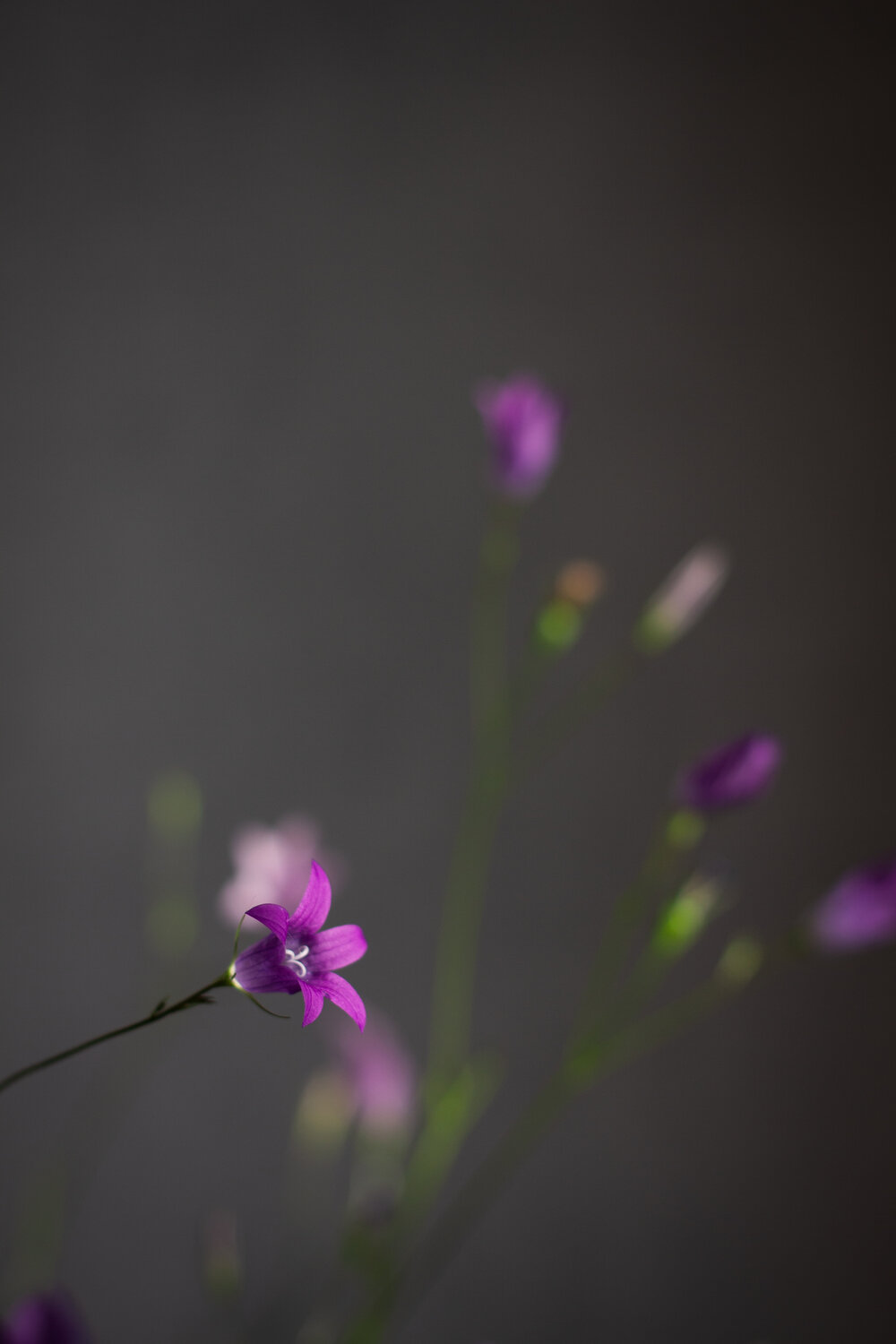 Photo #13855218