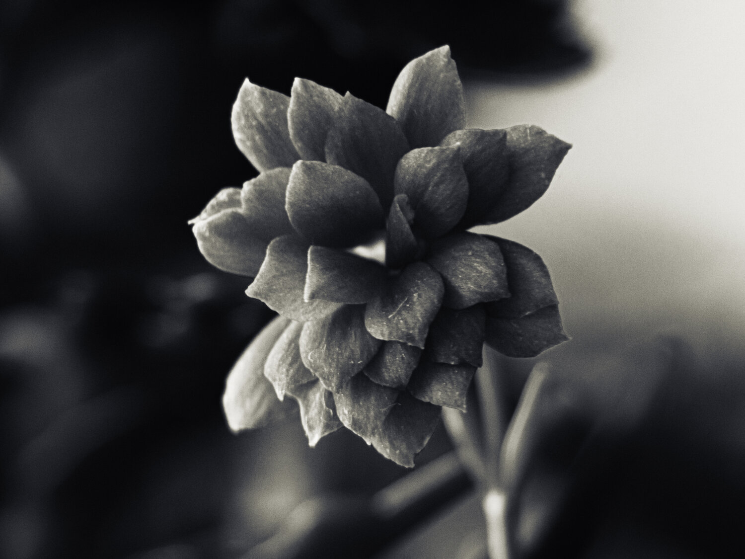 Photo #13855246