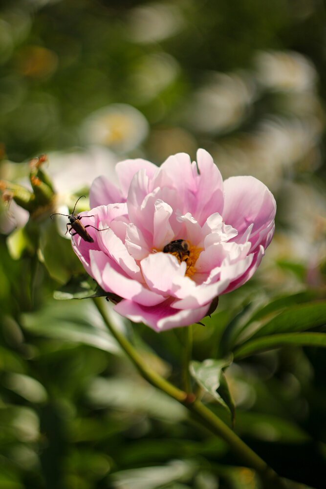 Photograph by Екатерина Брехова