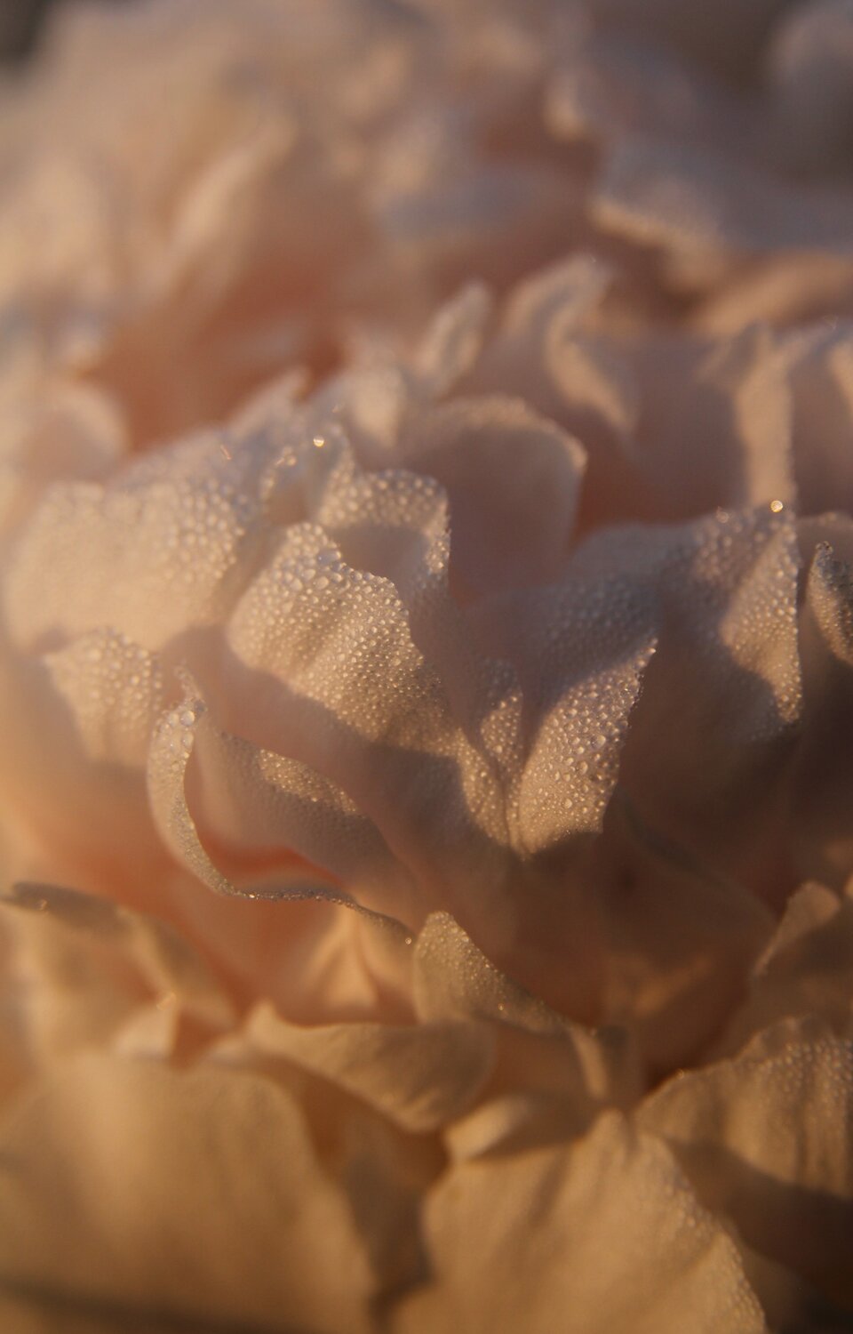 Photo #13855253