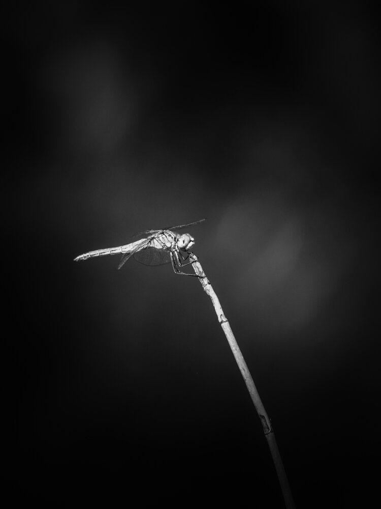 Photograph by Георгий Акопджанов