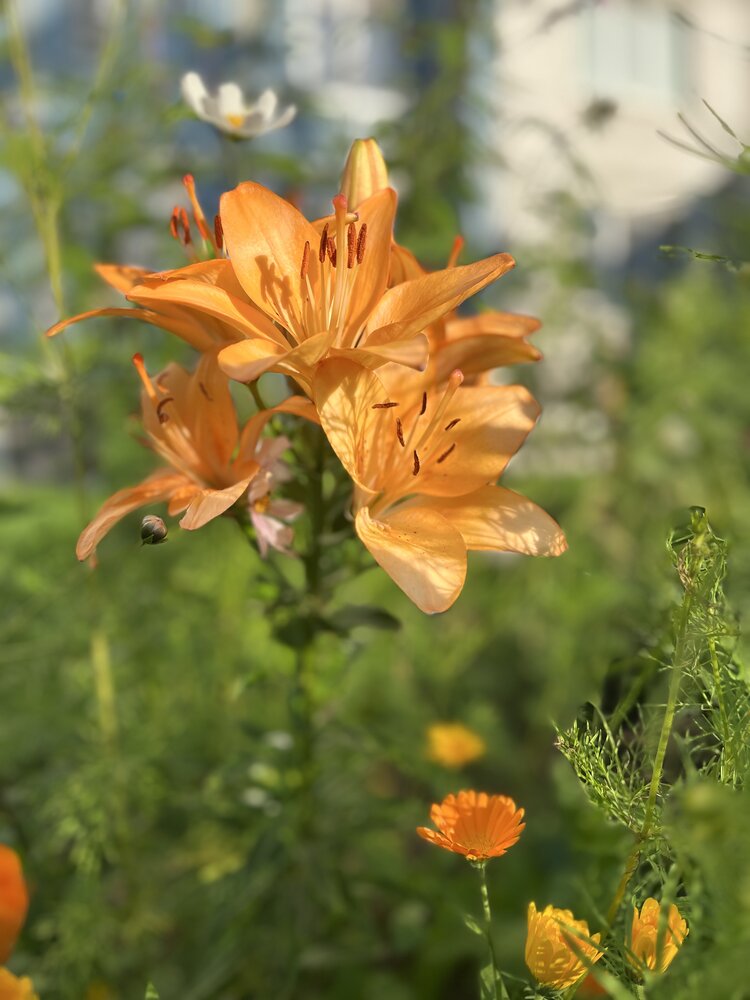 Photograph by Елена Зленко