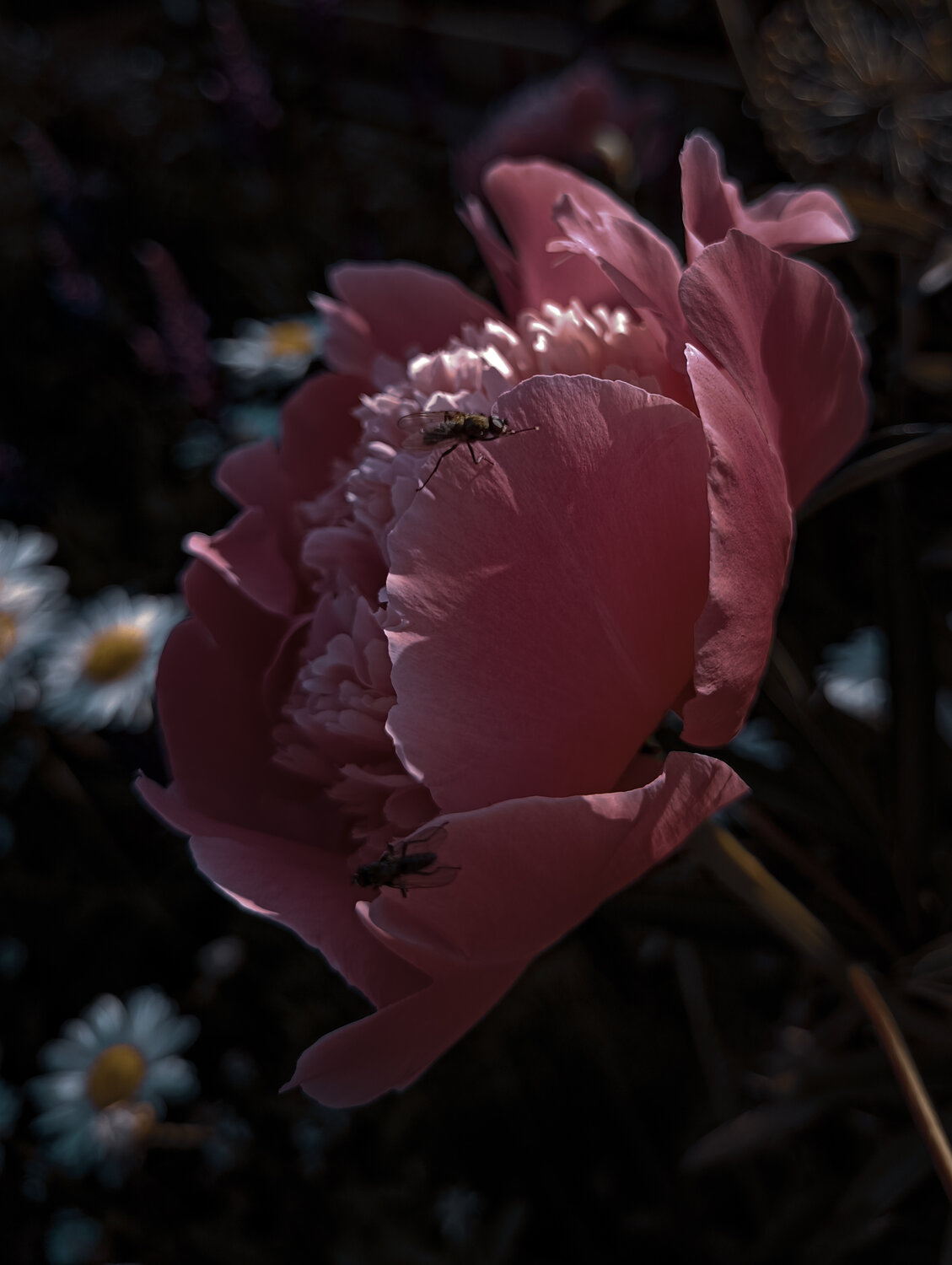 Photo #13855375