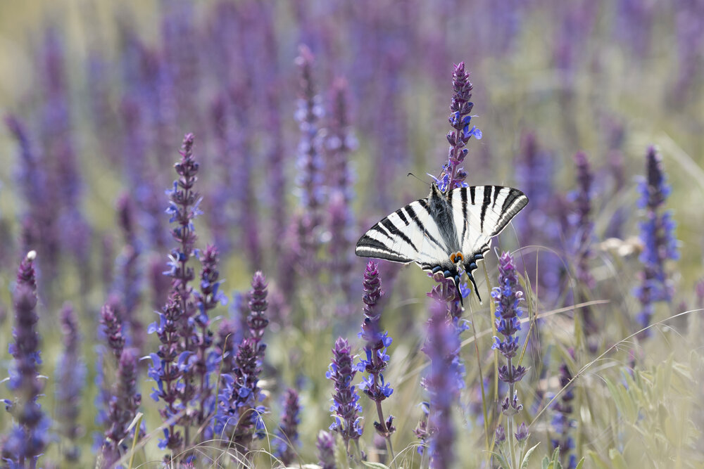 Photograph by Szilvia Farkas