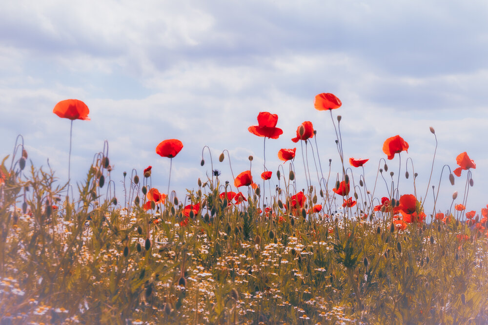 Photograph by Szilvia Farkas