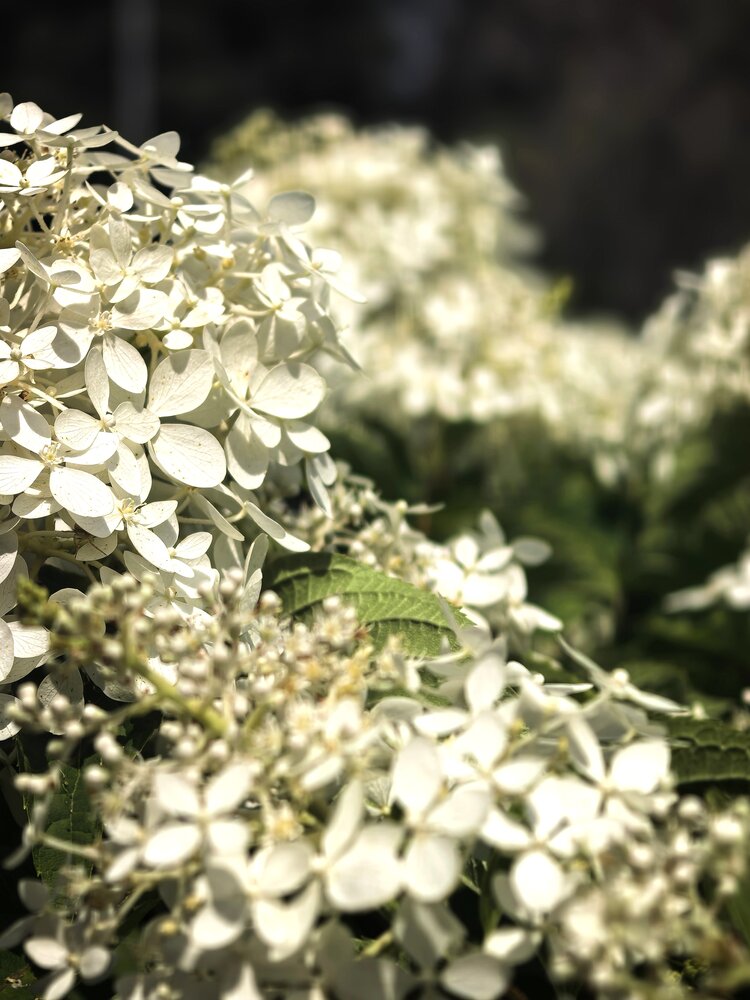 Photograph by Сильвестр Маджаро