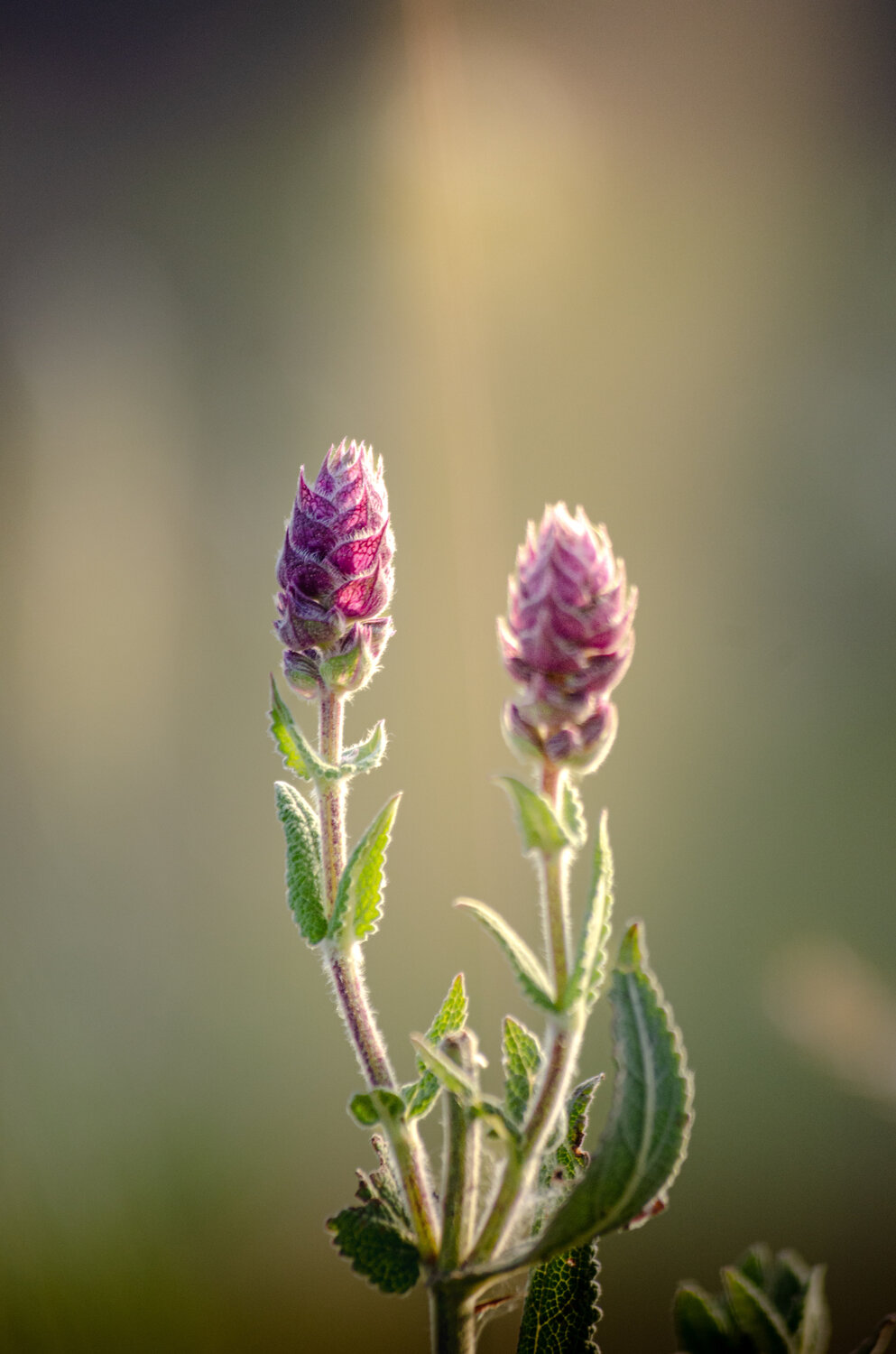 Photo #13855423