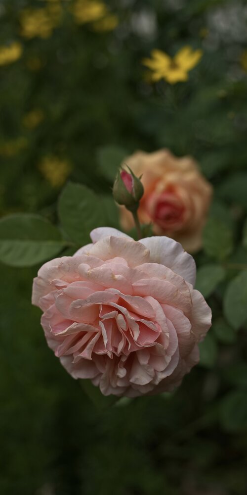 Photograph by Юрий Кашлевский