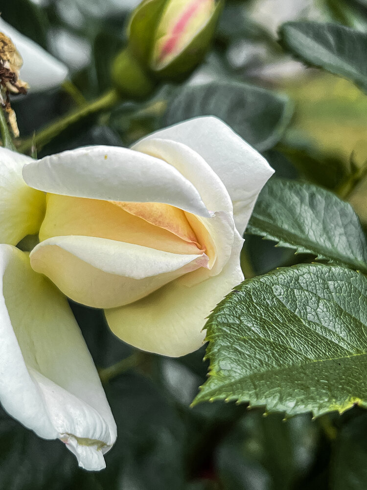 Photograph by Eugenia Schmidt