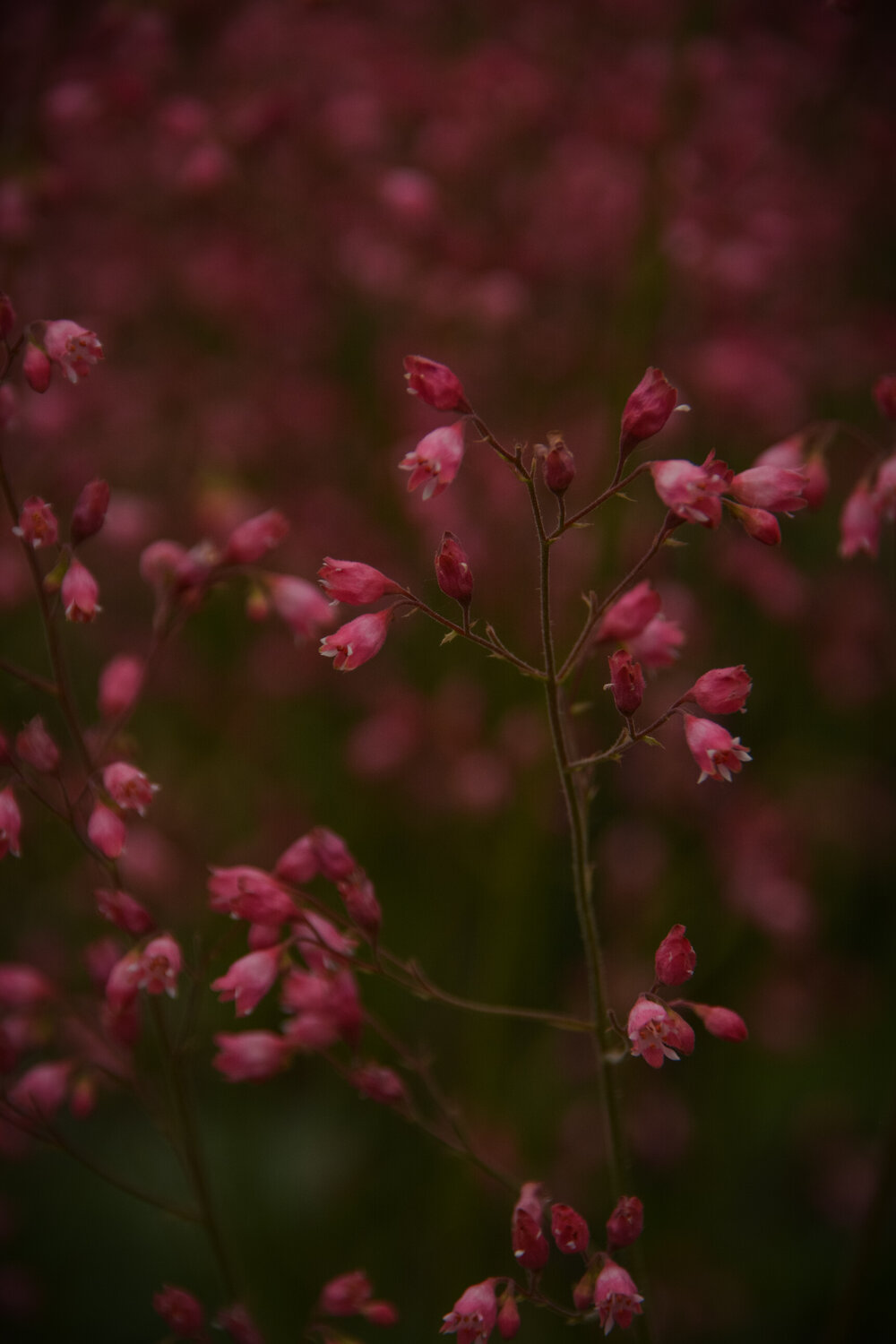 Photo #13855476