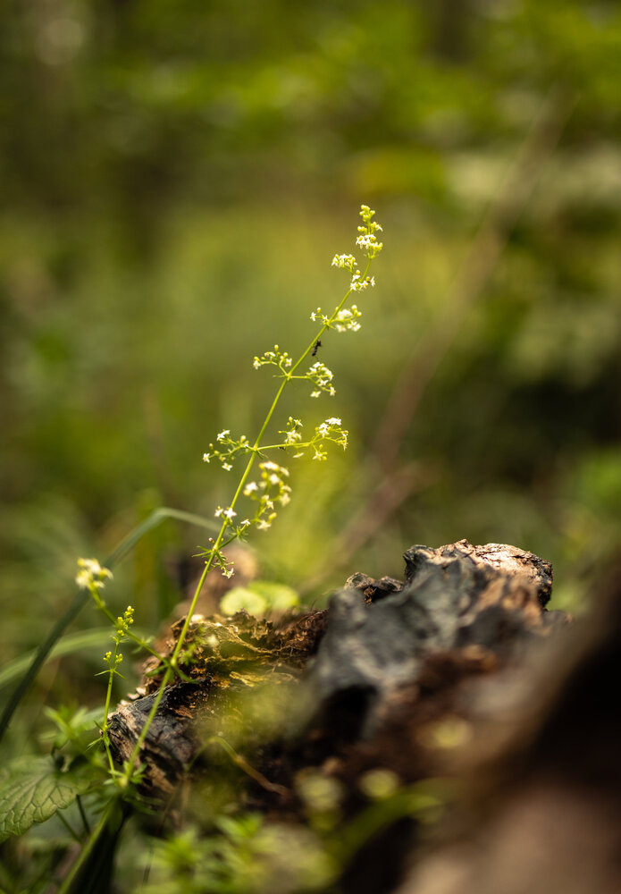Photograph by Painterman