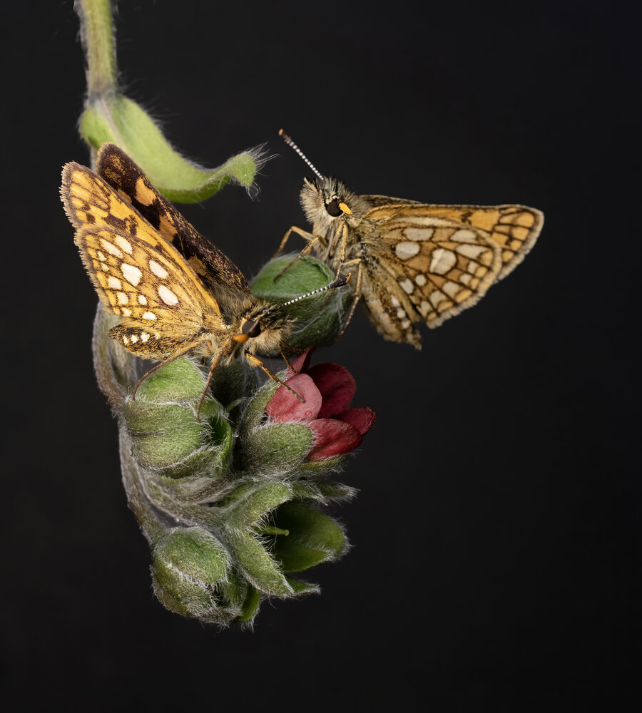 Photograph by Людмила Железнова