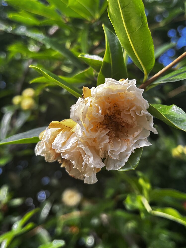 Photograph by Олеся Старицкая