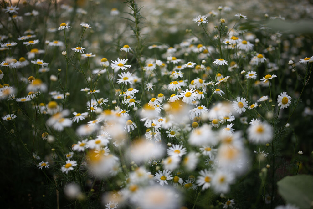 Photograph by Виктория Шамурина