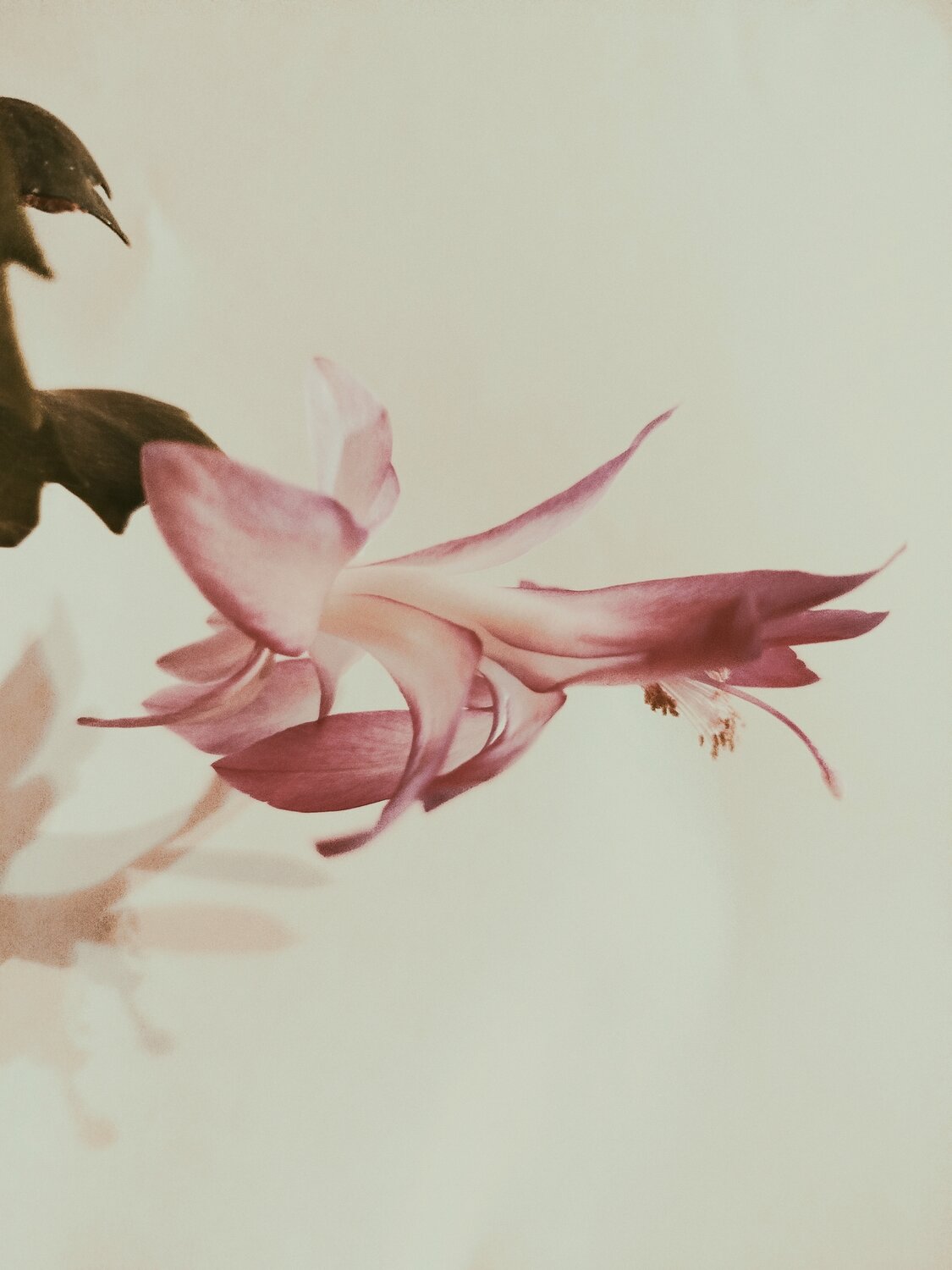 Photo #13855693