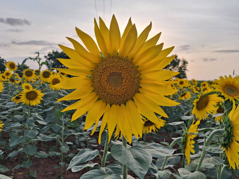 Photograph by Vijayakumar