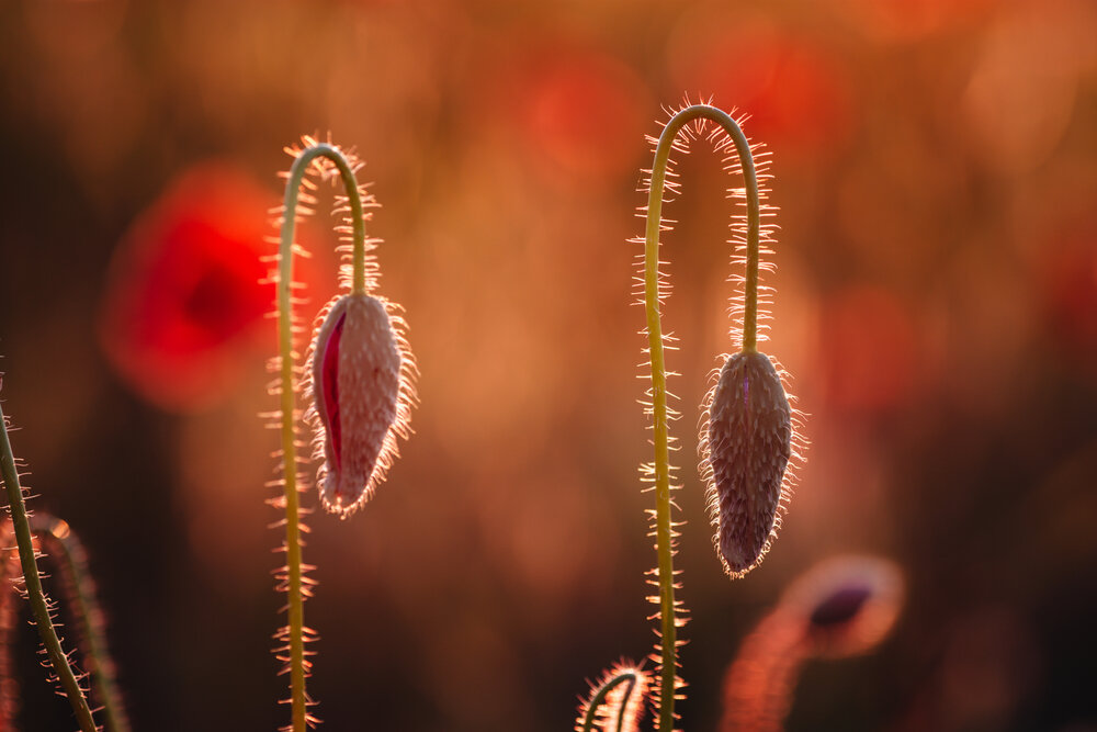Photograph by Александра Плискова