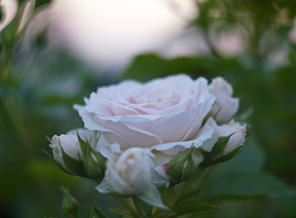 Photograph by Алексей Пяткин