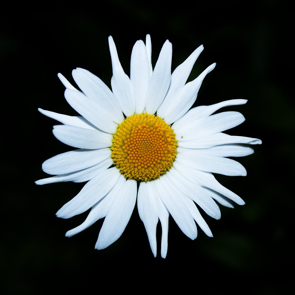 Photograph by Алексей Пяткин