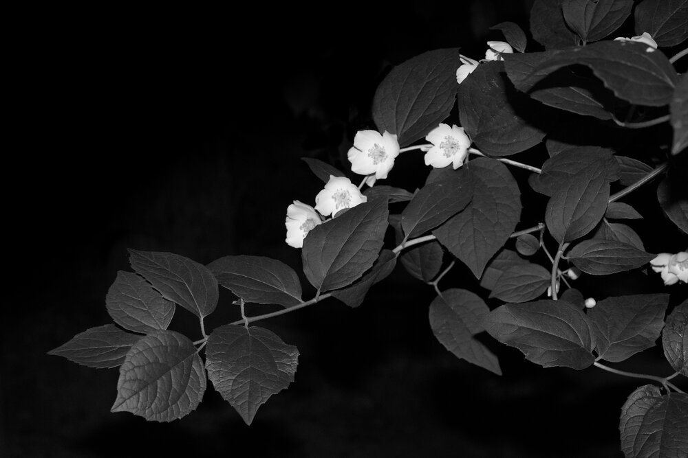 Photograph by Алексей Пяткин