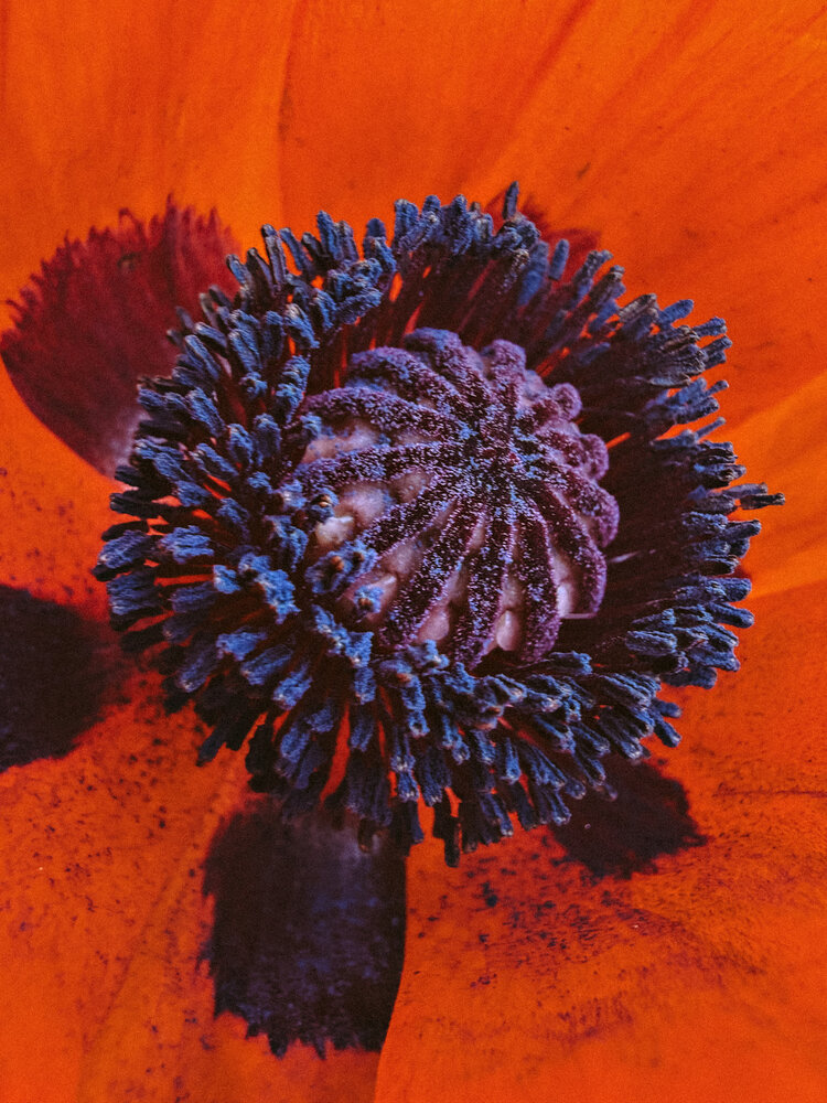 Photograph by Елена Чулюнина