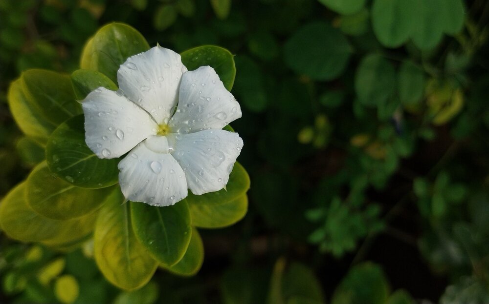 Photograph by Abhishek R
