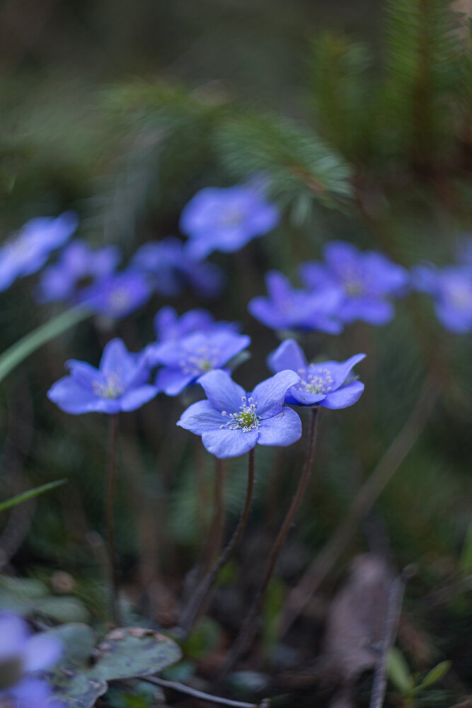 Photograph by Анна Масленникова-Бриль