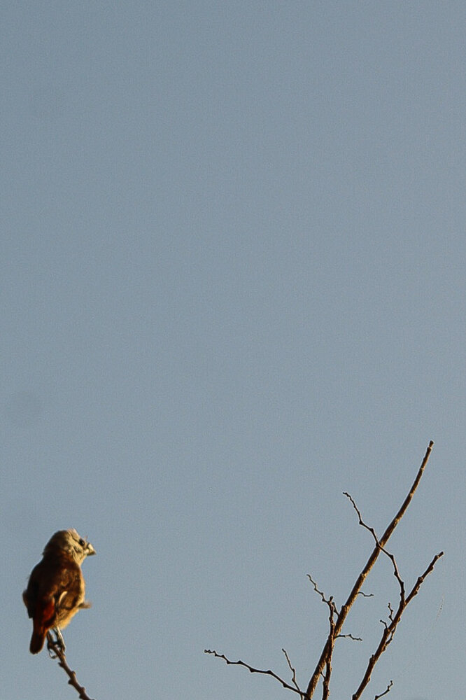 little bird