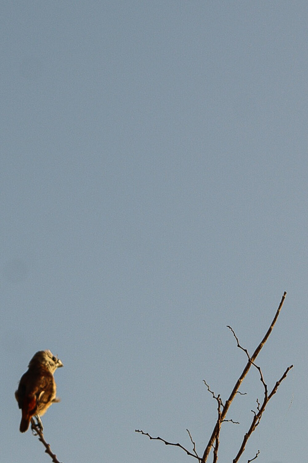 little bird