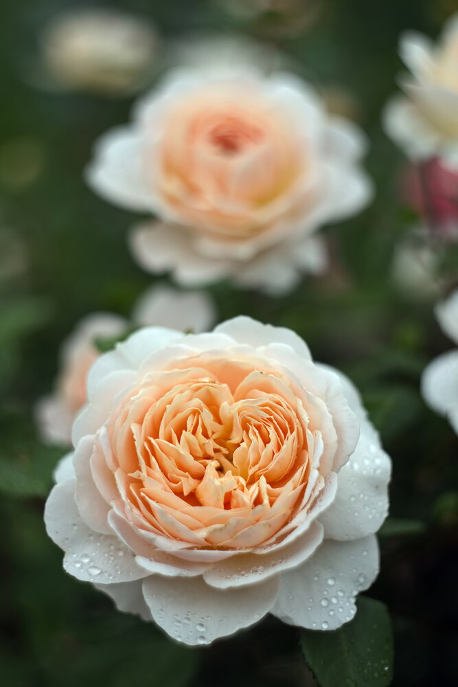 Photograph by Юрий Кашлевский